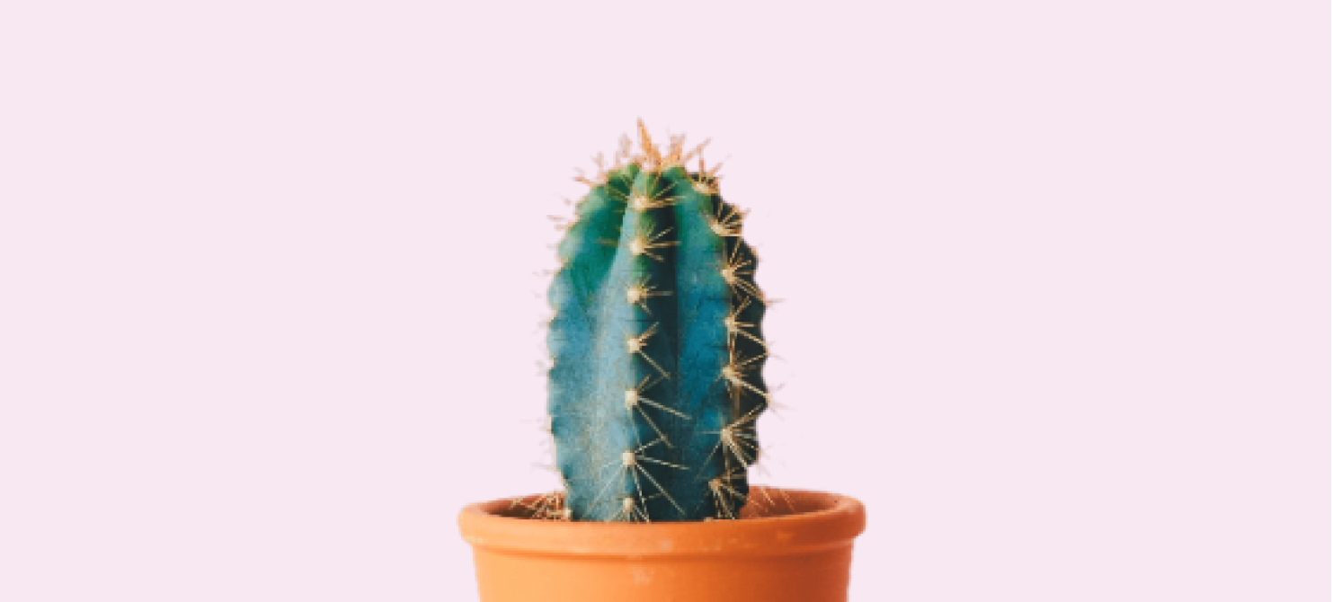 A Cactus Picture.